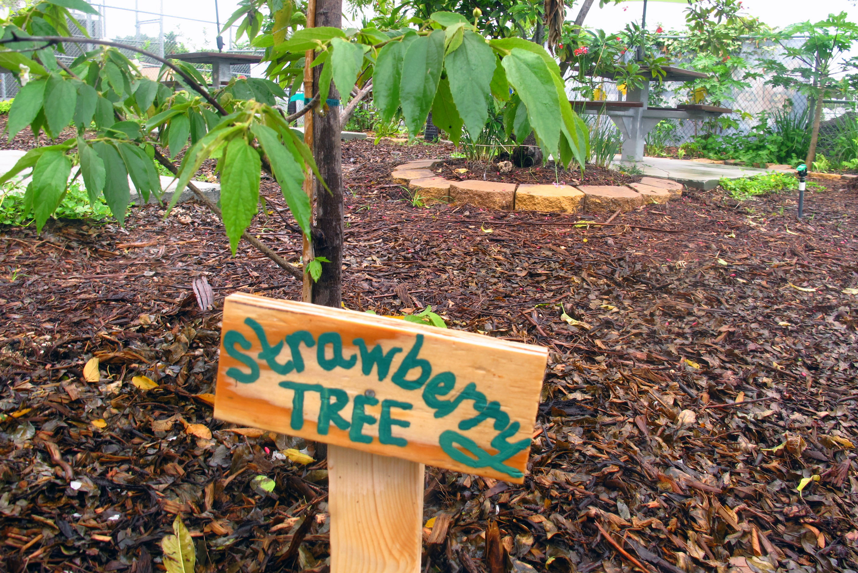 Miami Community Impact Event for Green Sports Day - Food Forest for Schools