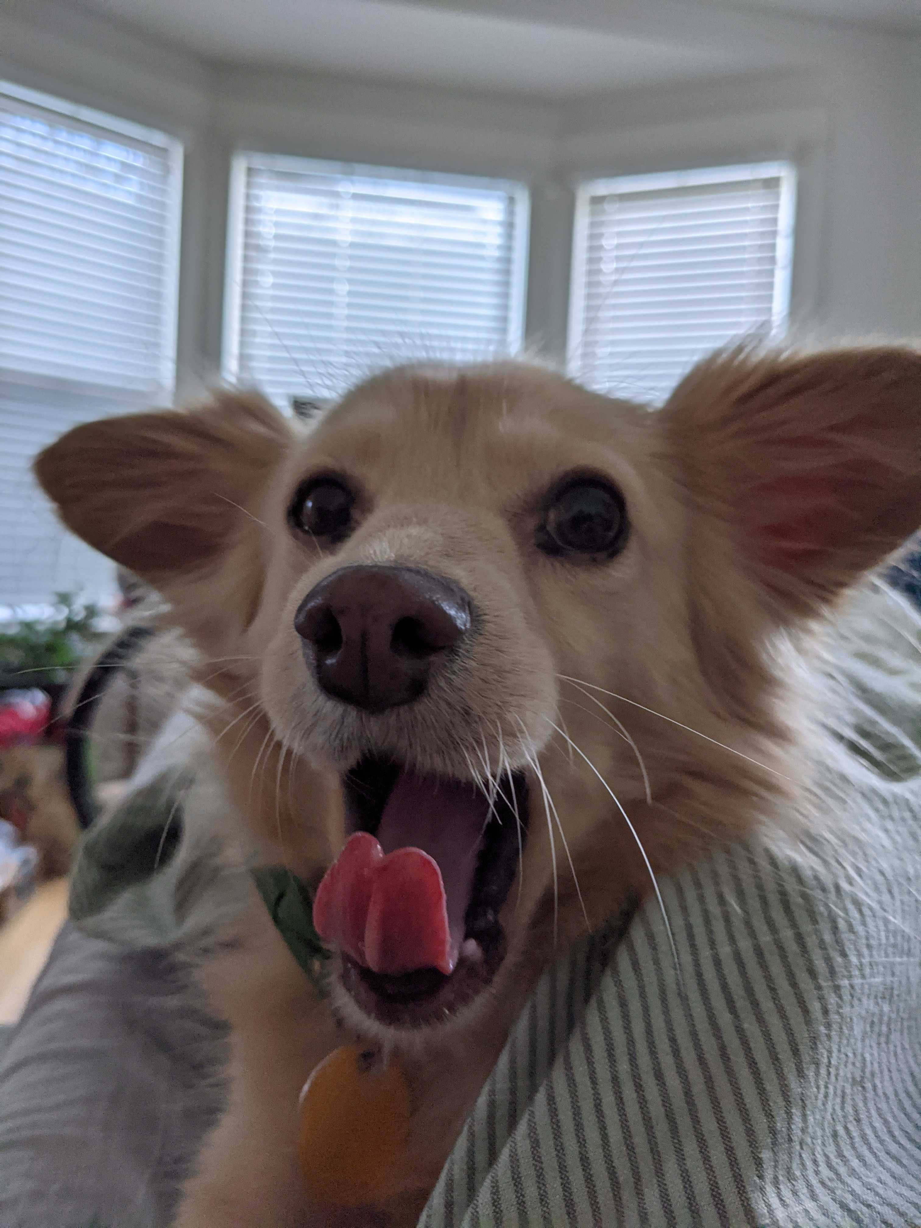Photo of Mary Padogo the dog