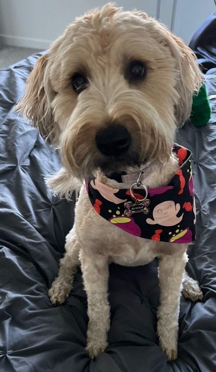 Photo of Winnifred B. Smith the dog