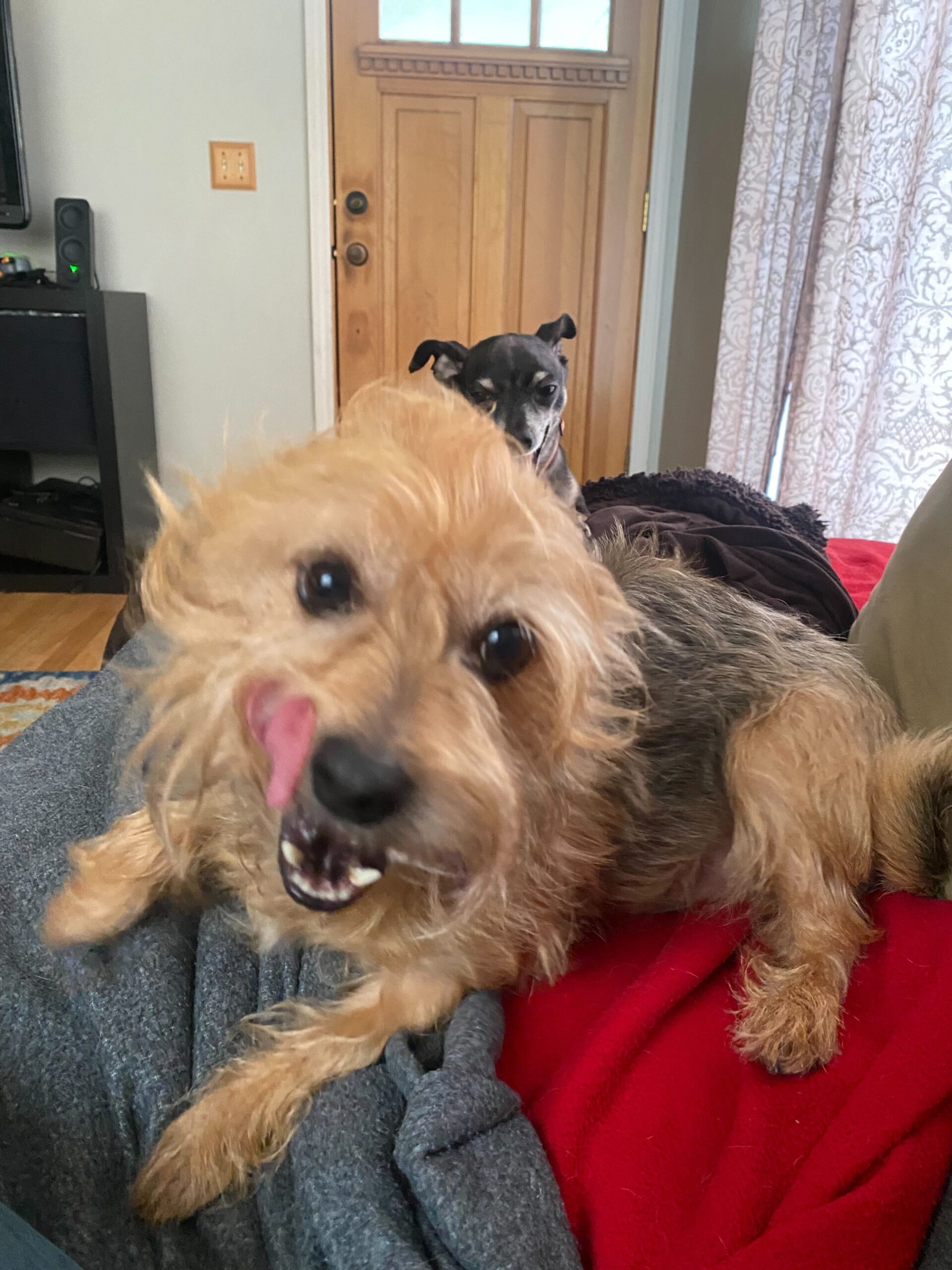 Photo of Judy the dog
