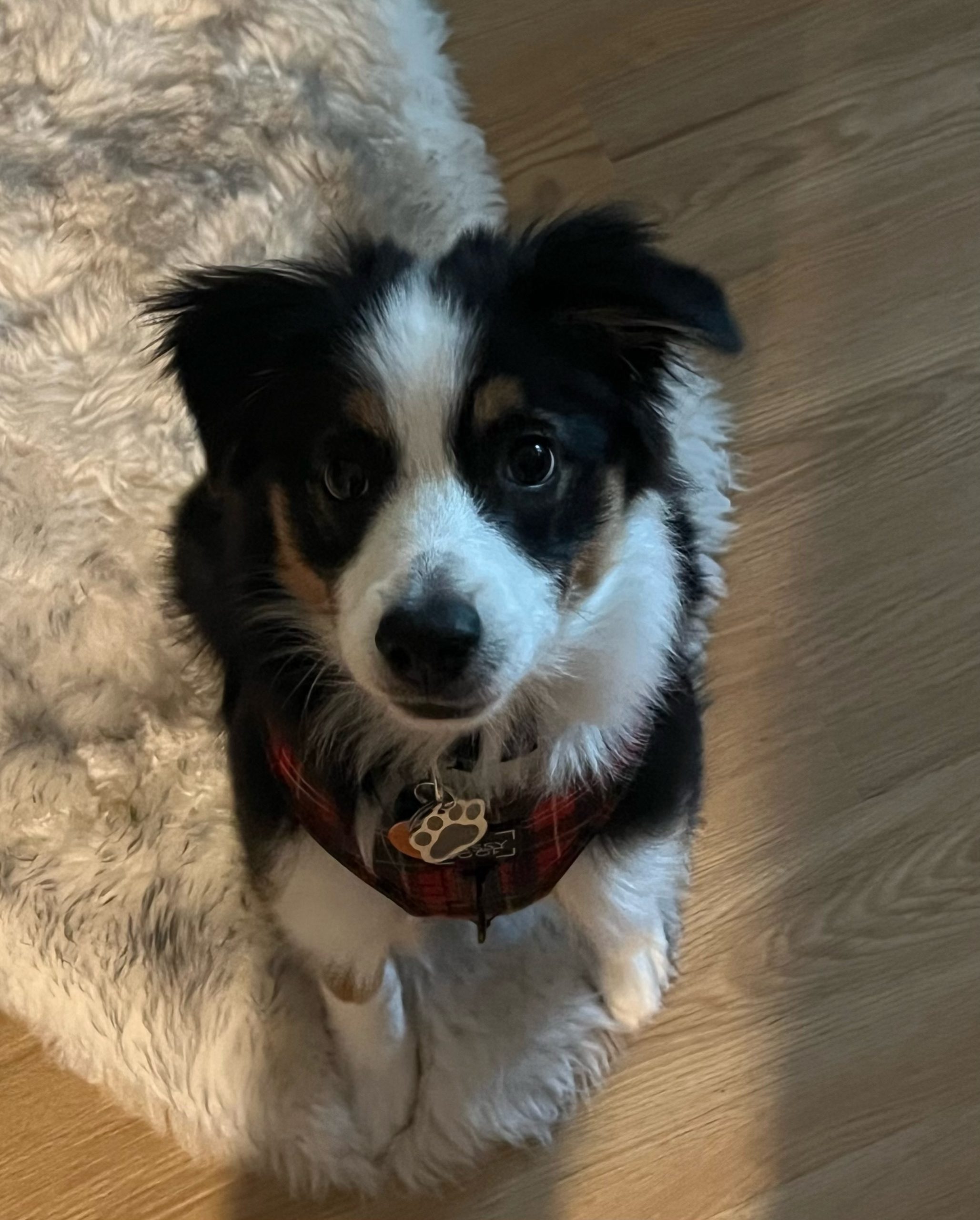 Photo of Gimli the dog