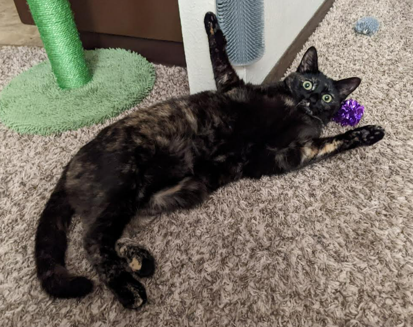 Photo of Persephone the cat