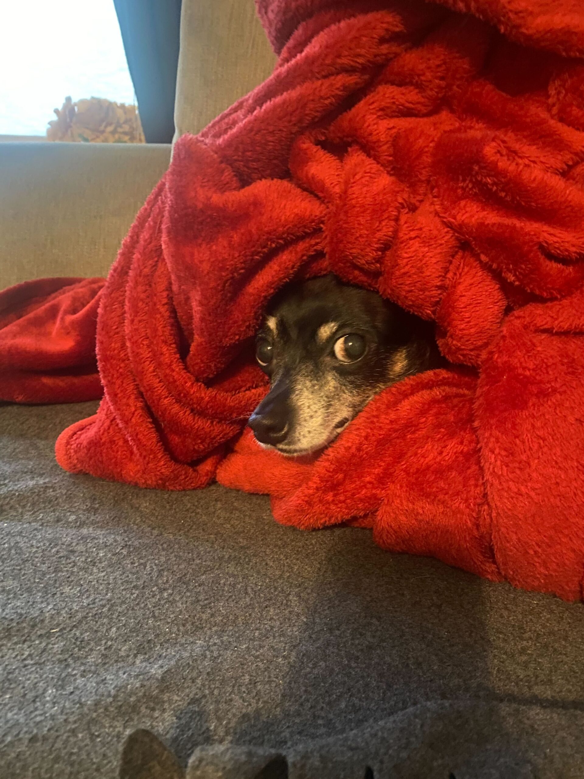 Photo of Tuitti the dog