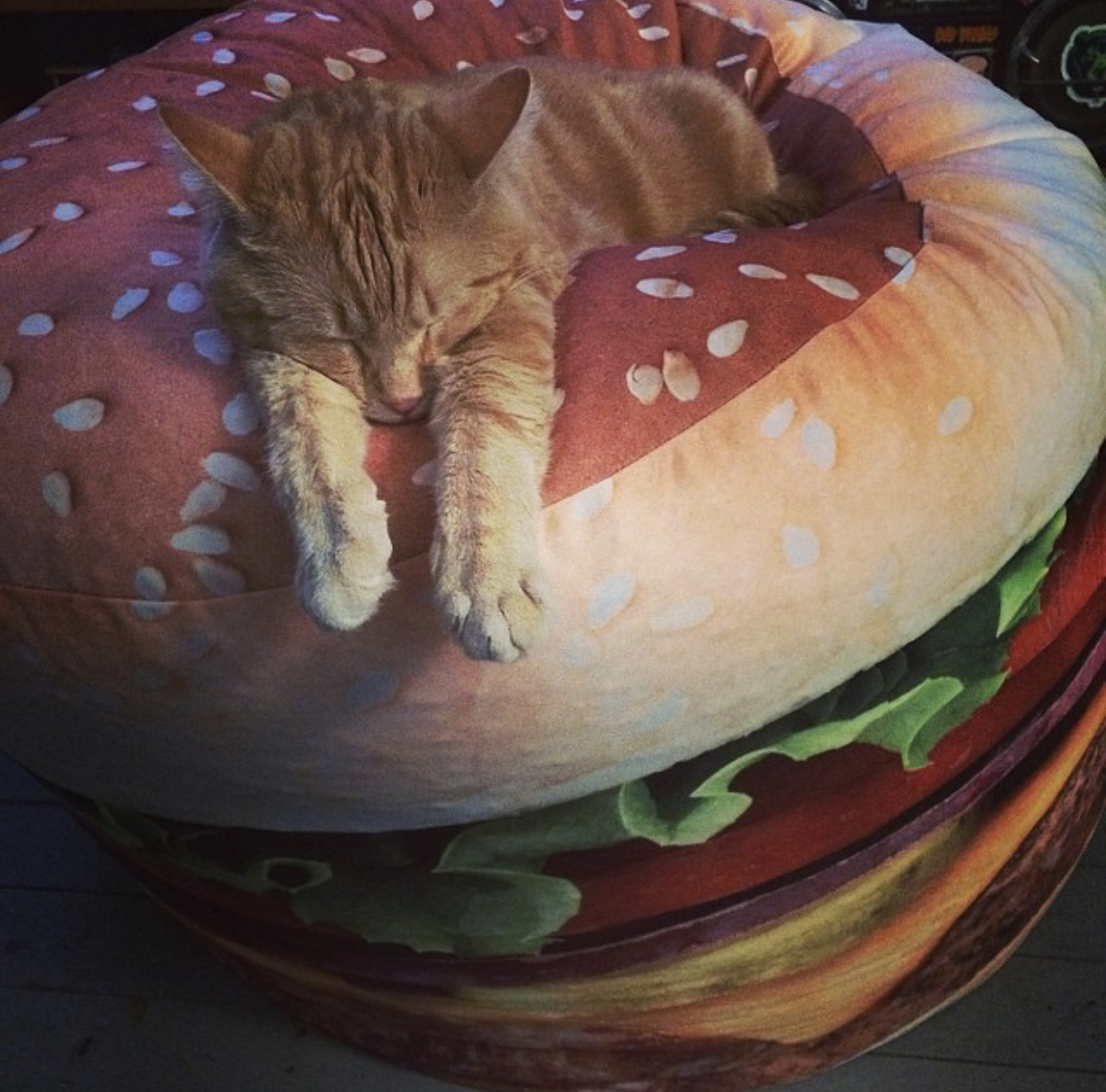 Photo of Garfield the cat