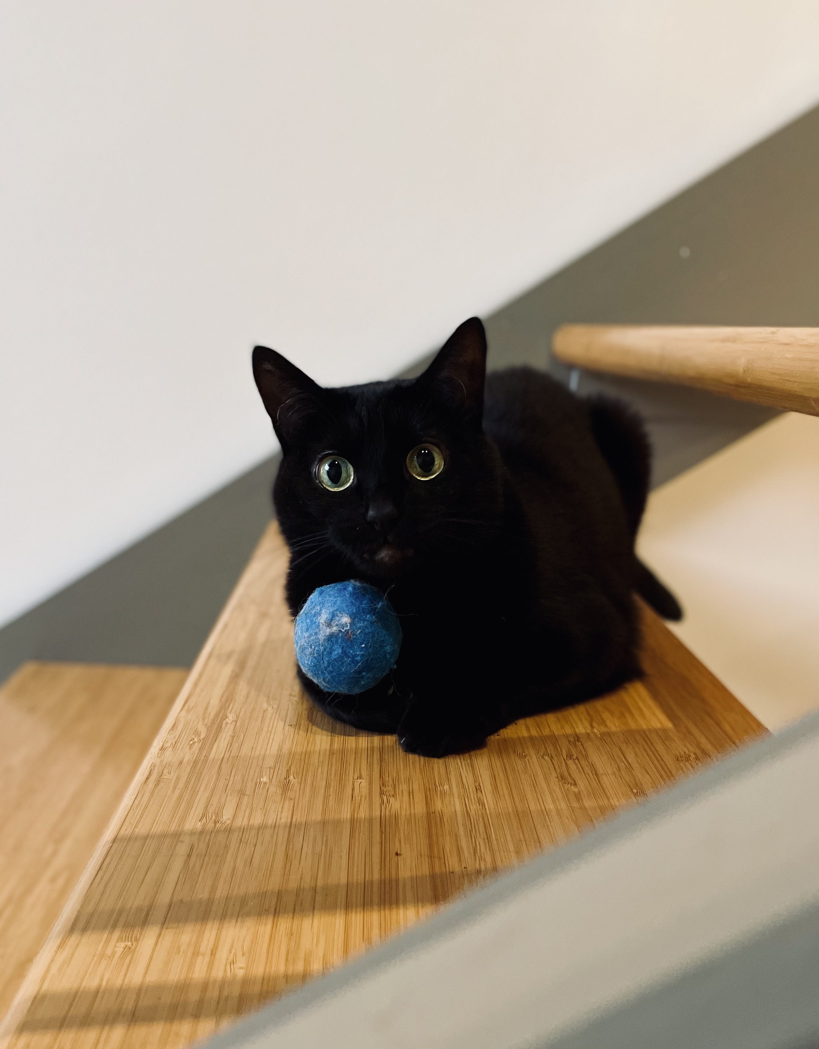Photo of Zero the cat