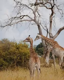 Botswana