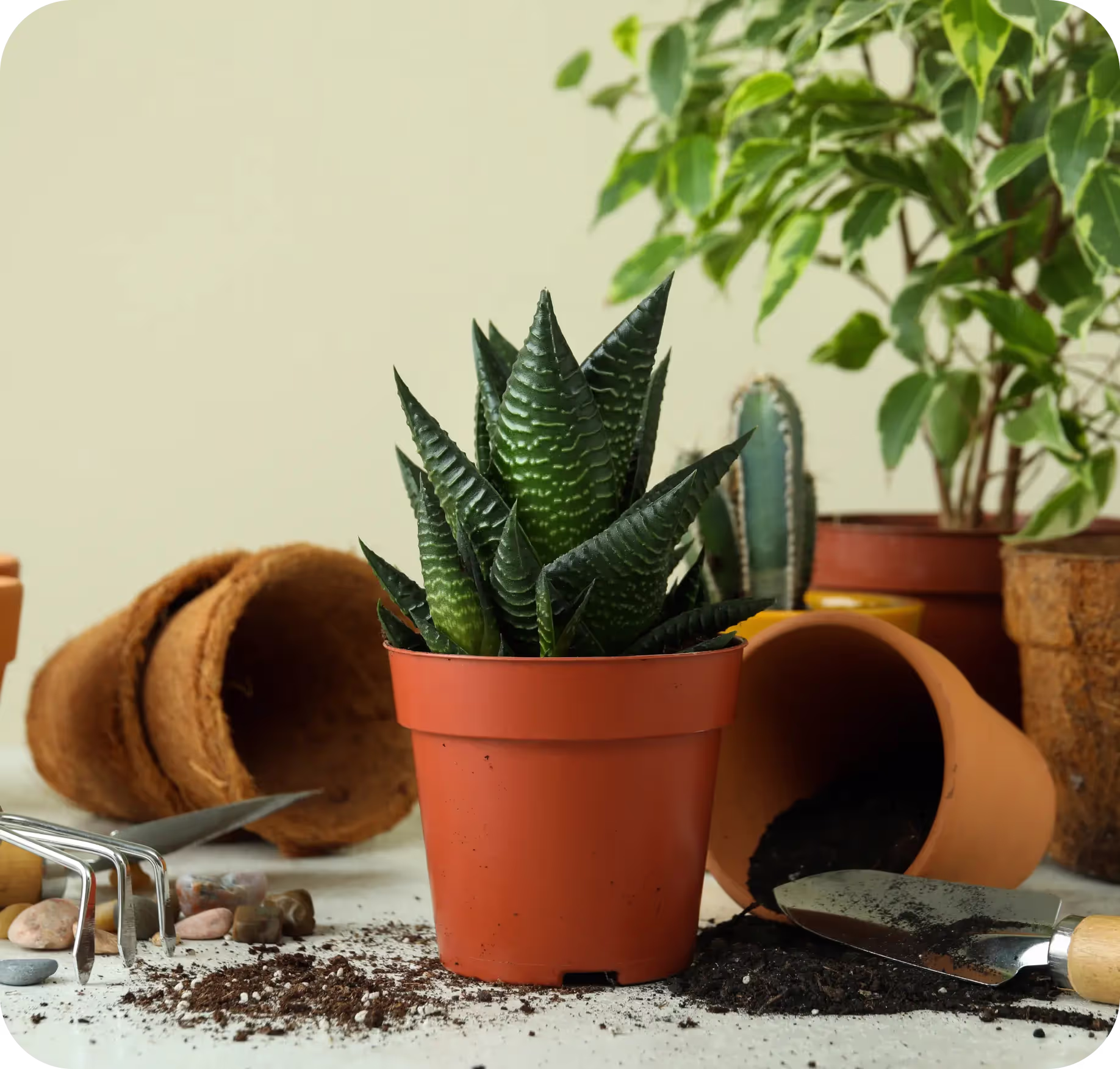 Aloes w doniczce do kupienia w sklepie ogrodniczym