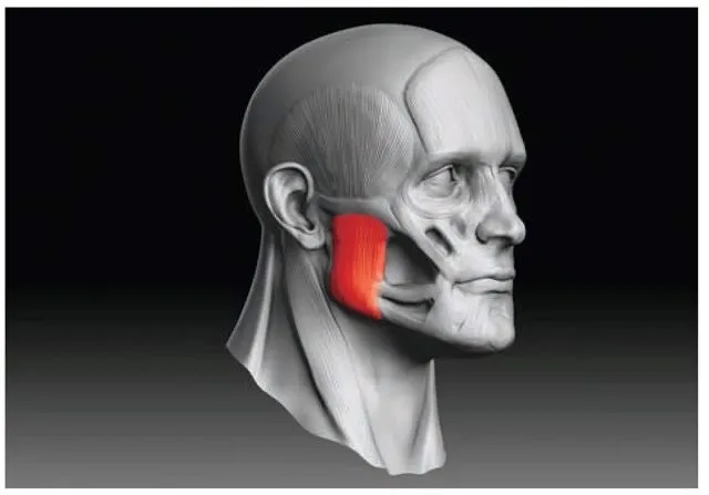 masseter muscle
