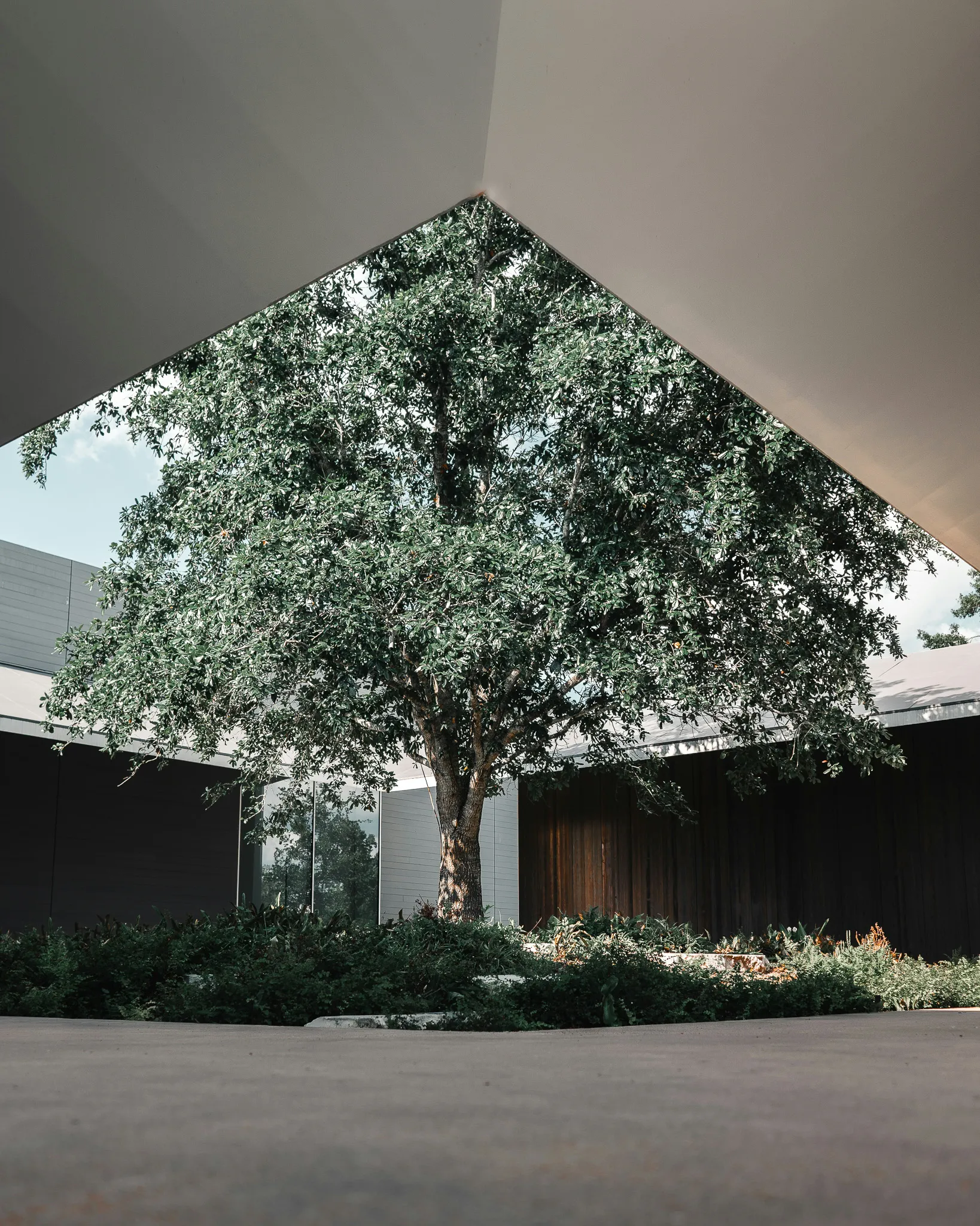 This image shows a tree growing in a square open air space at the Menil Park in Houston, TX.
