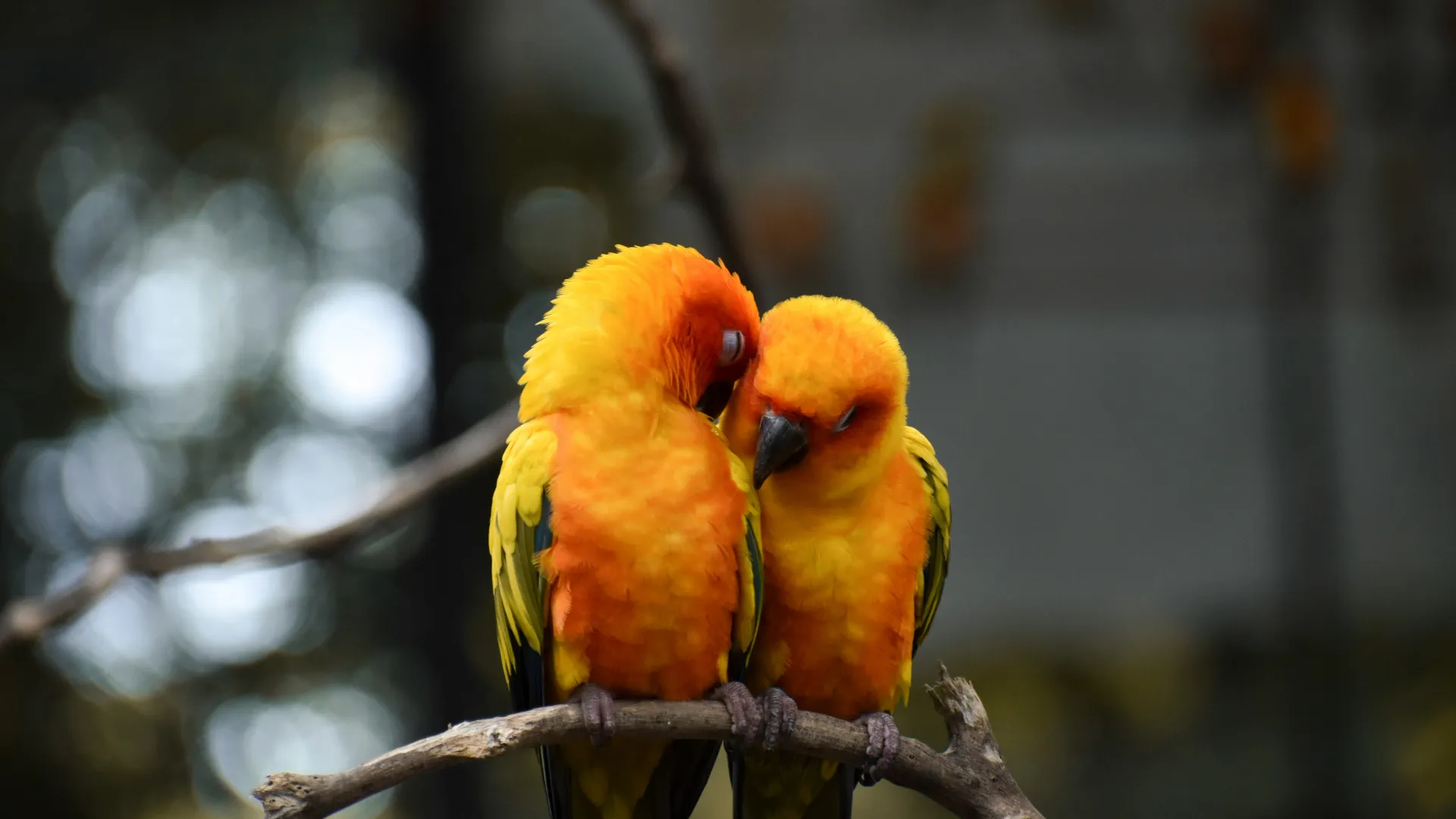 Yin-Yang in Romantic Relationships