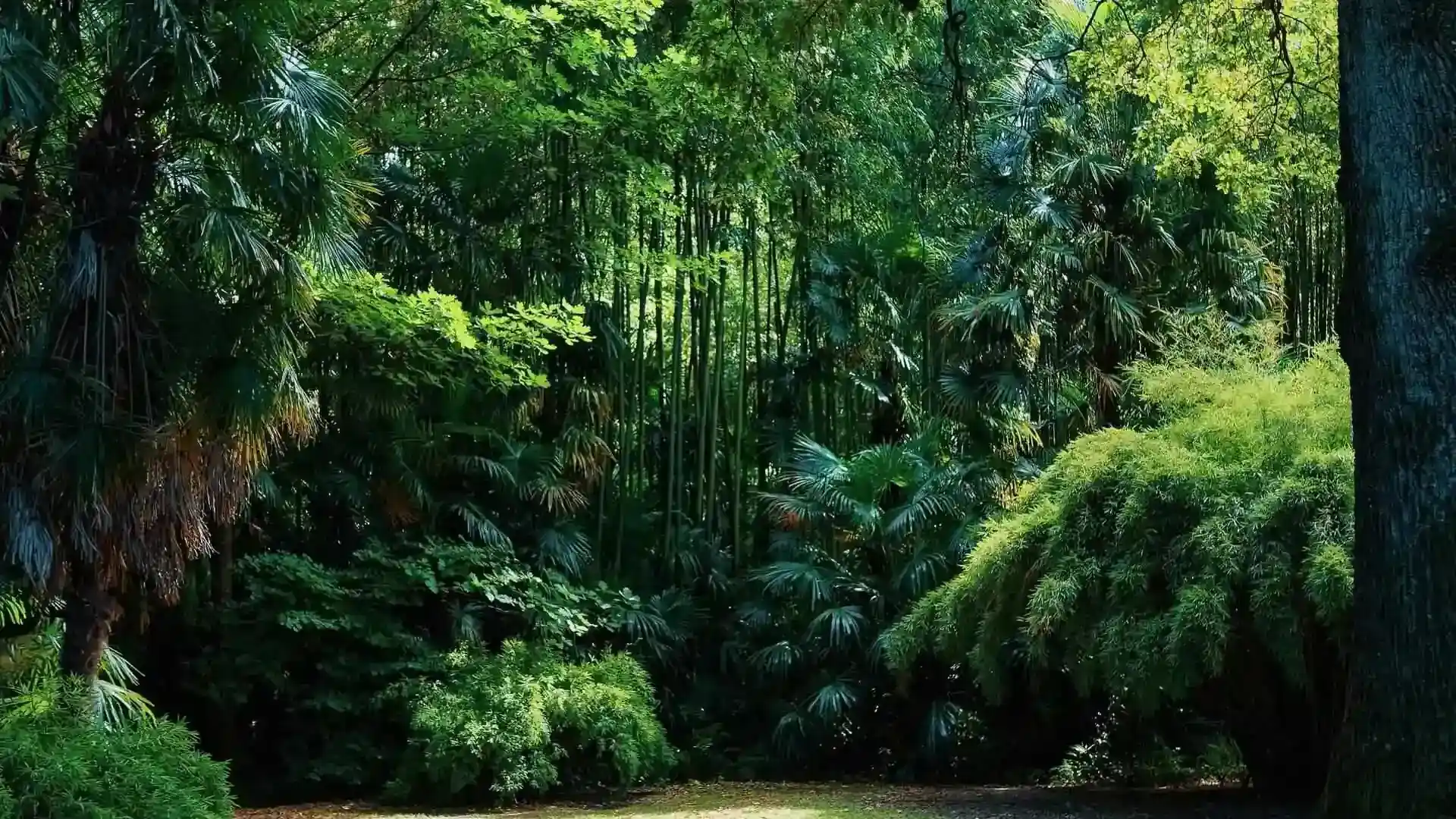 10 Taoist Affirmations for Inner Peace