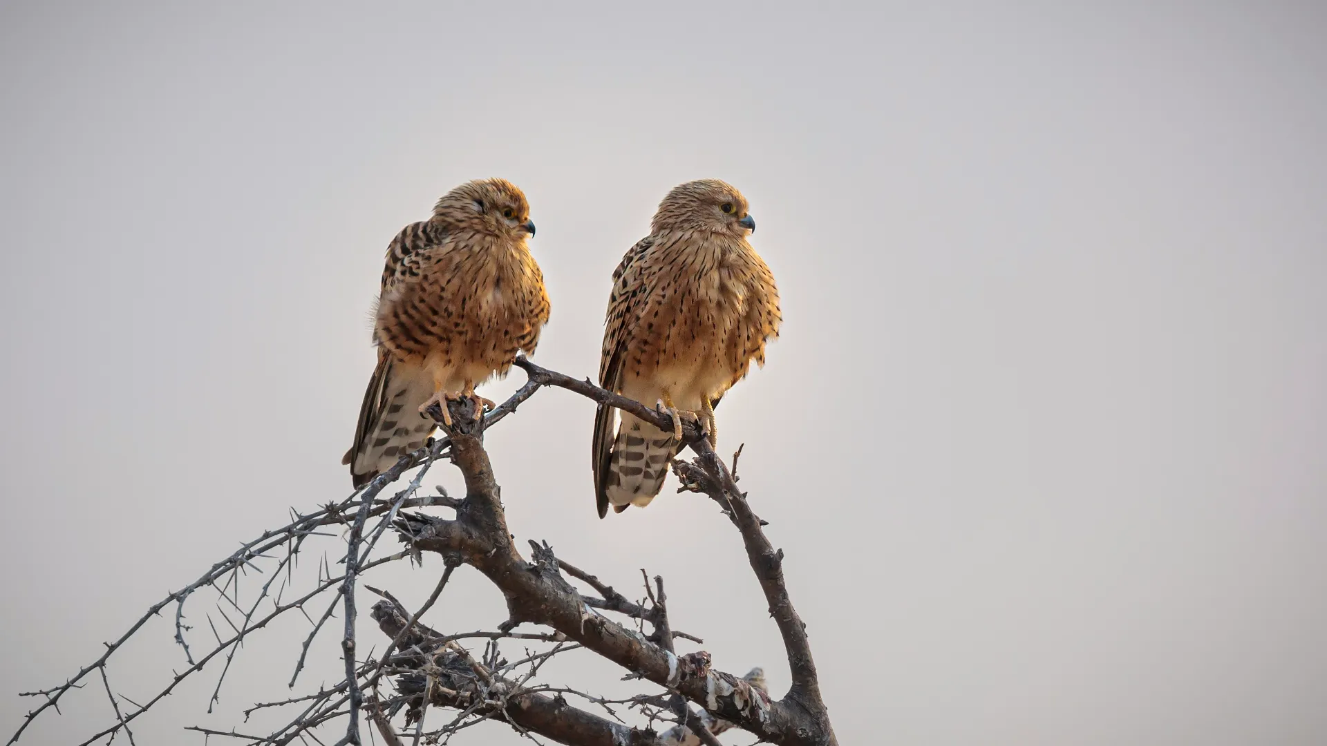 Taoist Principles for Simple Relationships