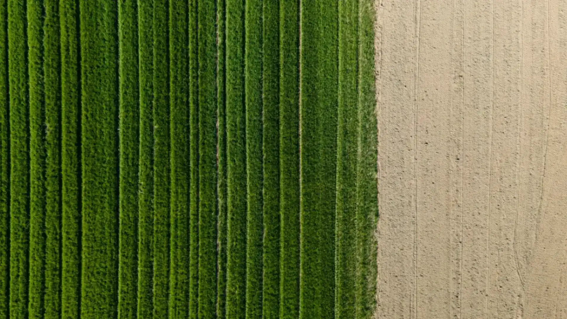 Taoism vs. Confucianism: Key Differences Over Time