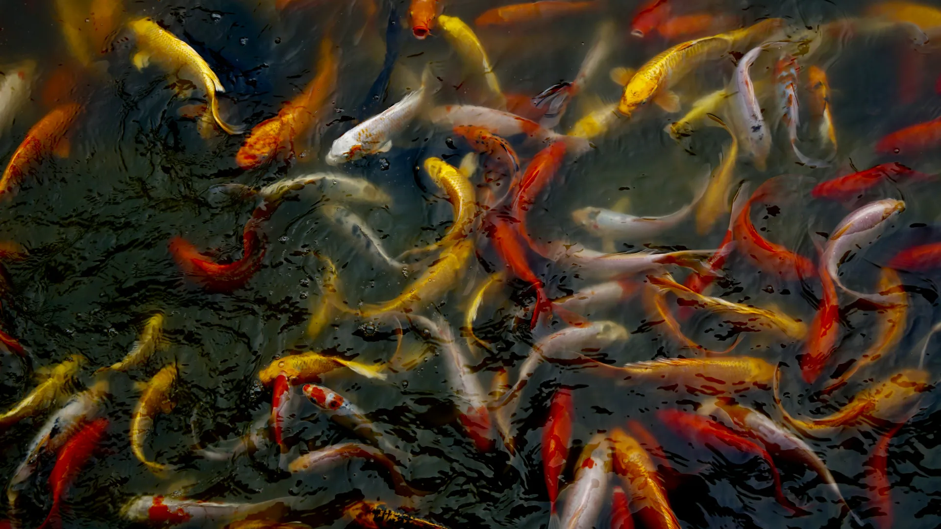 How Wu Wei Helps Navigate Uncertainty