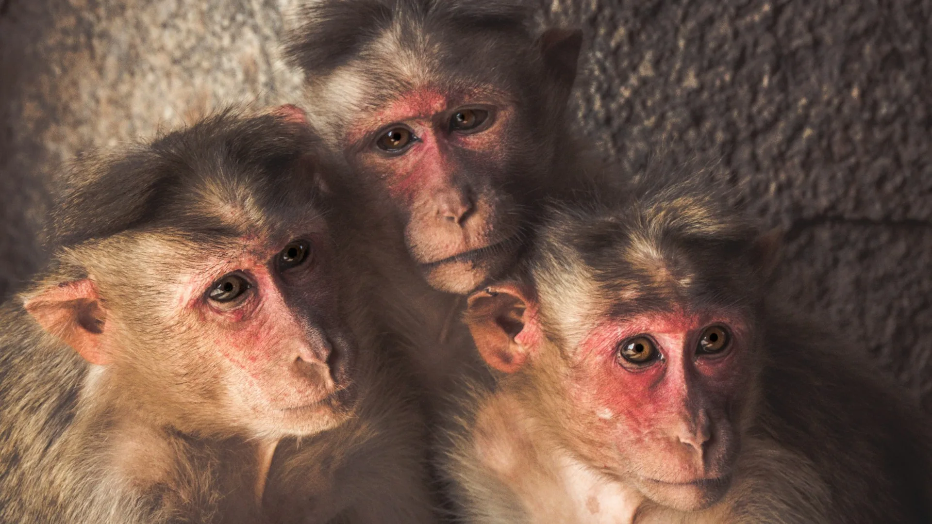 Three bonnet macaque monkeys pressed close together, looking up at the camera