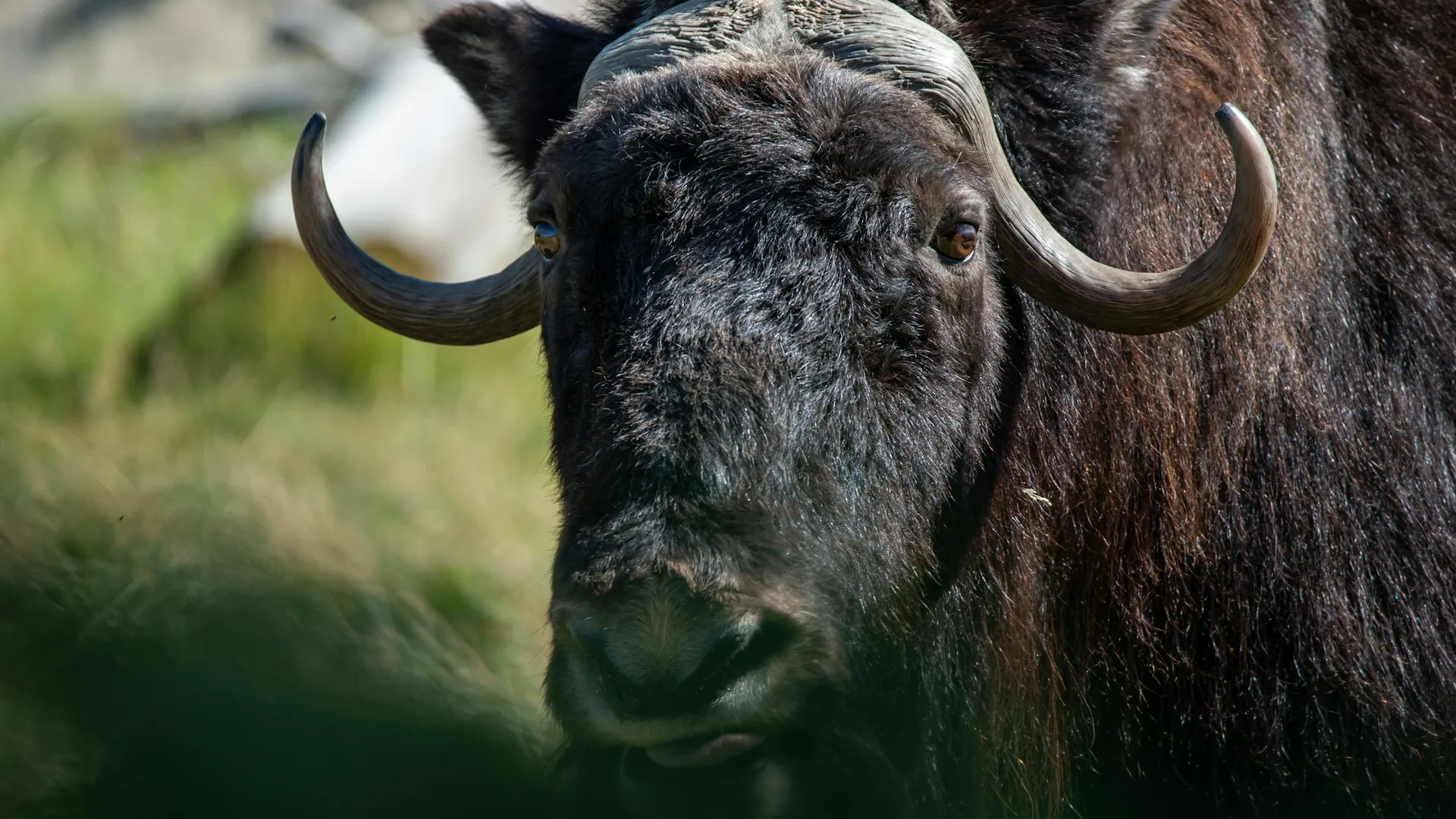 Close view of a dark, shaggy horned ox facing the camera against soft green grass