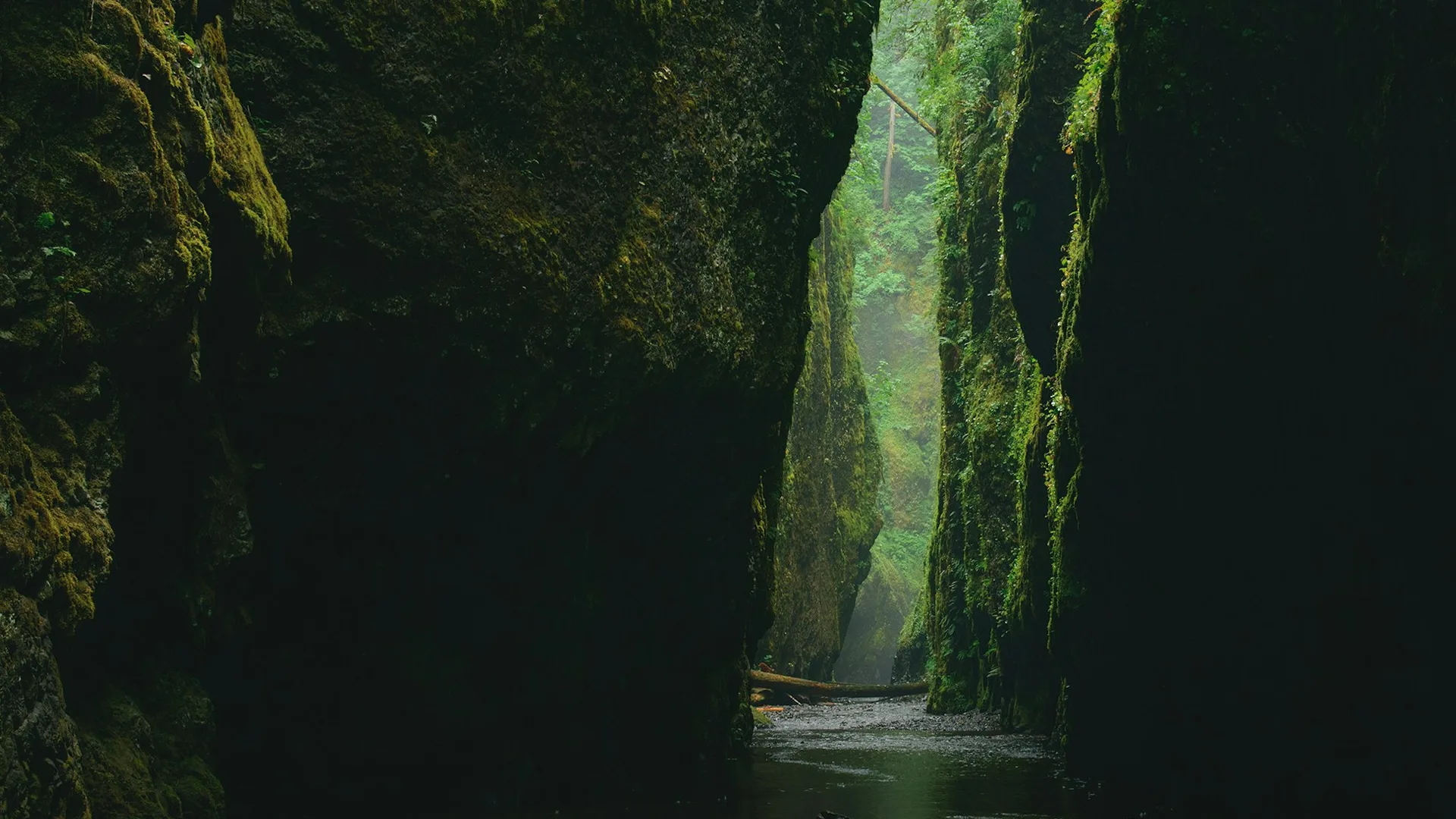 Narrow moss-covered canyon with a shallow stream running through green forest