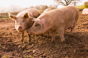 Precio promedio de la carne porcina se incrementa 13 % con Taiwán como mejor pagador