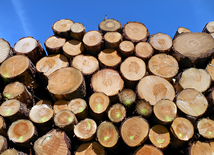Ganadería, forestal, pesca y minería aumentaron 8% al cierre del tercer trimestre