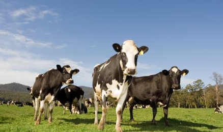 Desafíos climáticos y precios internacionales marcan las perspectivas para el sector bovino