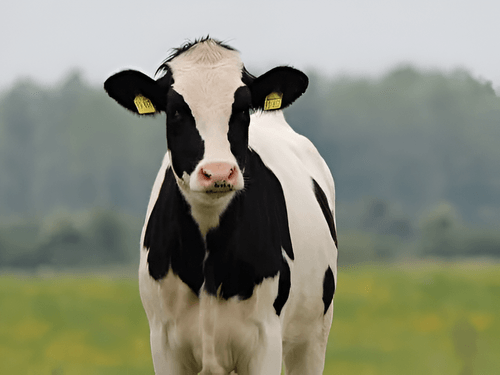 Paraguay exportó carne bovina por USD 500,4 millones en el primer trimestre del año