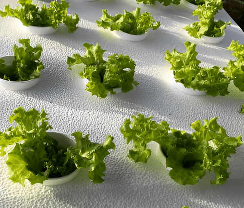 El Ministerio de Agricultura organiza nuevas ferias con participación directa de familias agricultoras