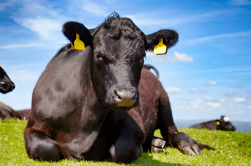 Senacsa reporta avance de la vacunación y anticipa disminución del stock por faena y sequía