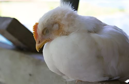 Brasil investiga nuevos casos de gripe aviar en granjas de Santa Catarina y Tocantins