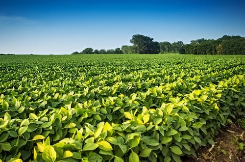 Con una nueva tregua, China cambia de rumbo y elige soja norteamericana sobre la latinoamericana