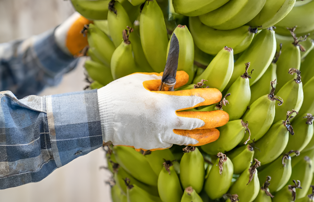 Paraguay se posiciona entre los mayores exportadores agrícolas del mundo según informe de OCDE y FAO