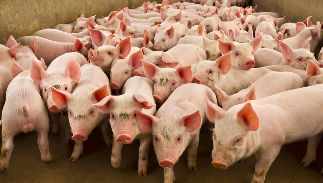 Taiwán concentra el 83 % de los envíos de carne porcina realizados hasta junio