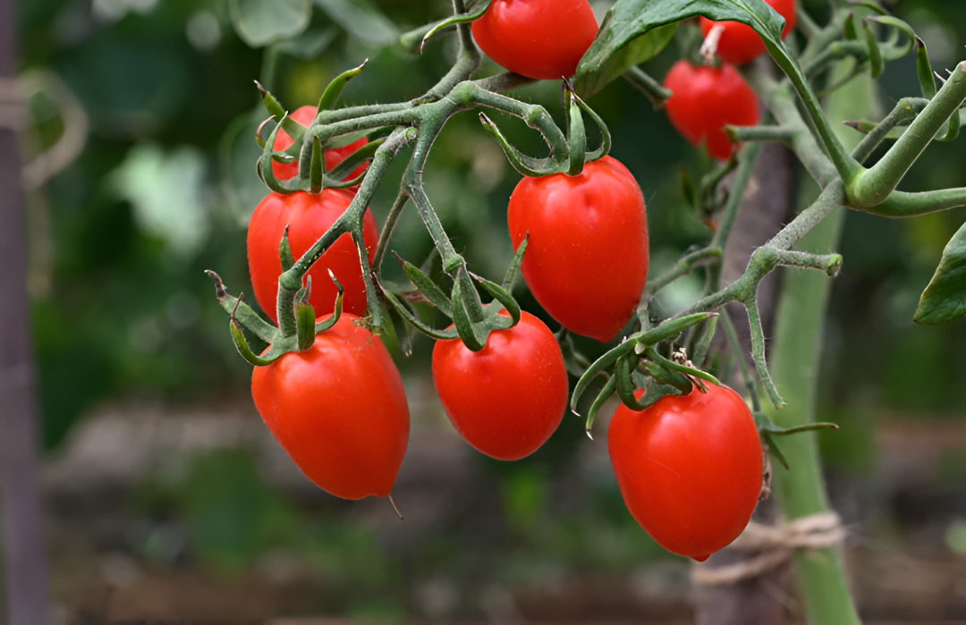 El Ministerio de Agricultura ratifica que el tomate nacional dominará el mercado sin opción de importación