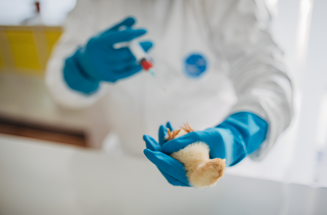 Sector avícola advierte sobre la necesidad de reforzar medidas de bioseguridad por brotes de gripe aviar en la región