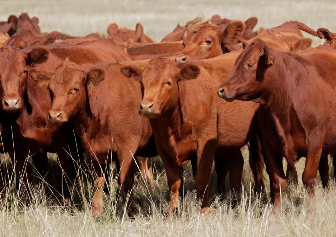 Senacsa prepara toma de más de 30.000 muestras de animales en el marco de estudios sobre fiebre aftosa