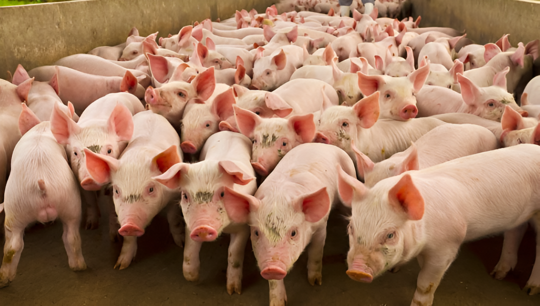 Gremio porcino impulsa esquema de 100 granjas con apoyo interinstitucional y acceso a crédito