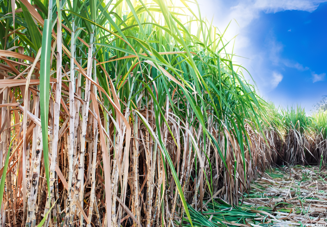El paro de cañicultores en Troche cierra con promesa de reconstruir la planta de Petropar antes de 2026