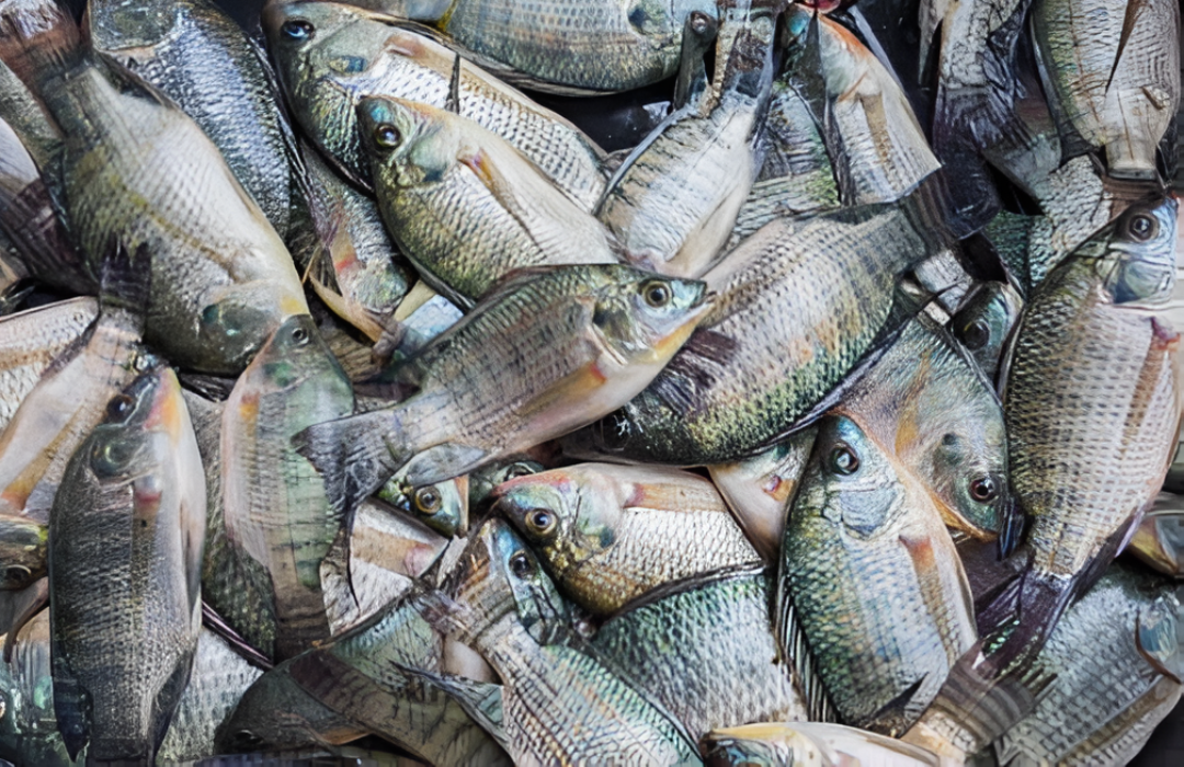 Tilapia sin registro aparece en supermercados y hasta en el almuerzo escolar