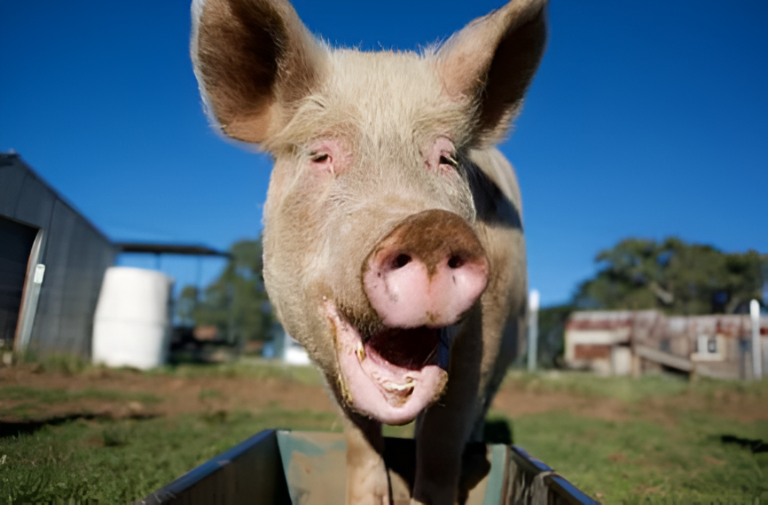 Millones de dólares aterrizan en el país para potenciar la carne de cerdo y de pollo