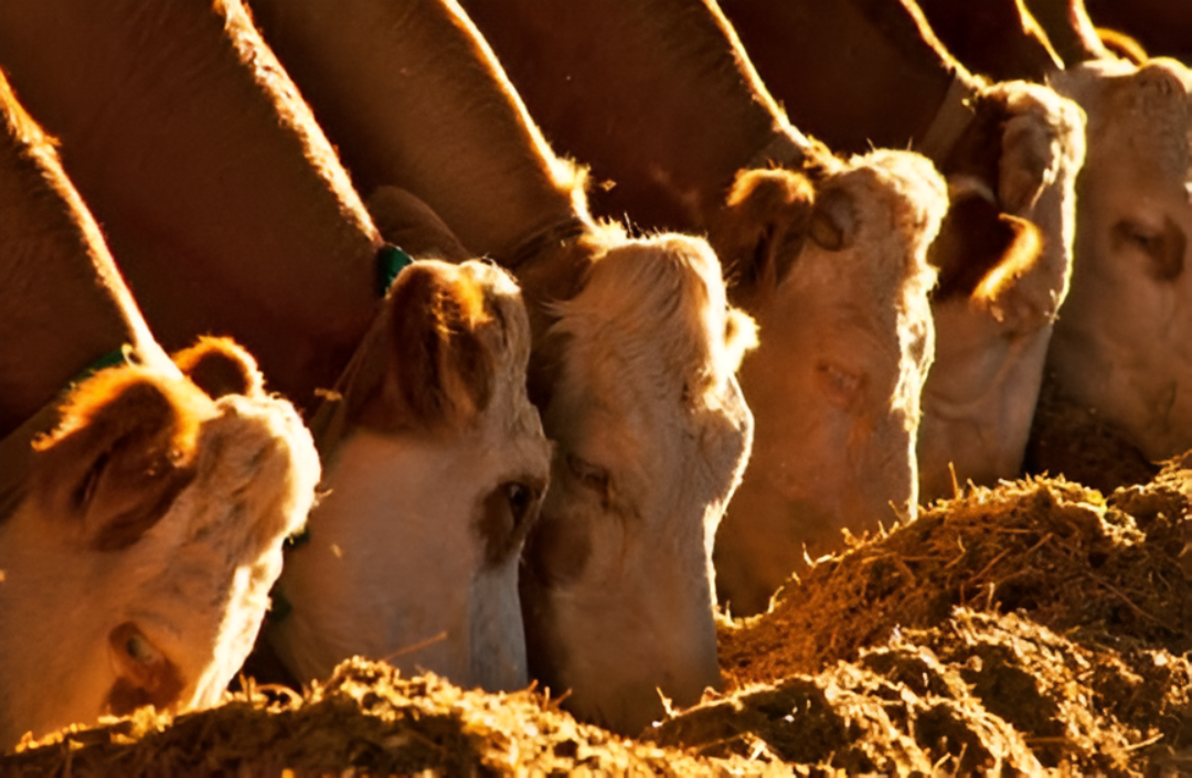 Menos vacas en los frigoríficos y caída del 5% en la faena durante octubre, SENACSA