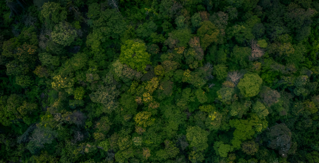 El rubro forestal registra su mejor desempeño mensual en octubre y avanza con nuevas líneas de exportación