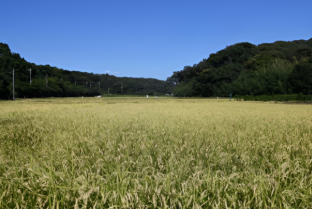 El cultivo de arroz llega a noviembre con la siembra a medias y con fechas más tardías de lo esperado