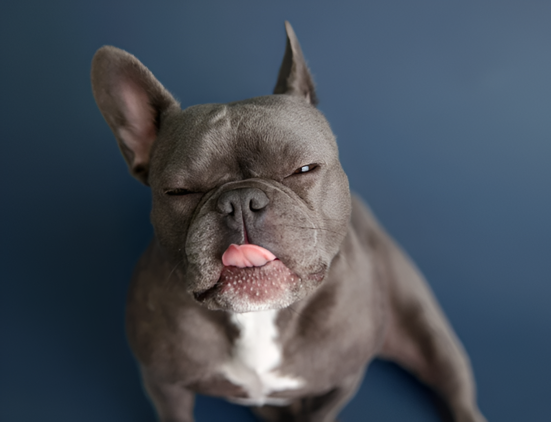 Anuncian el primer hospital público para animales en Paraguay mientras se define cómo funcionará el acceso gratuito