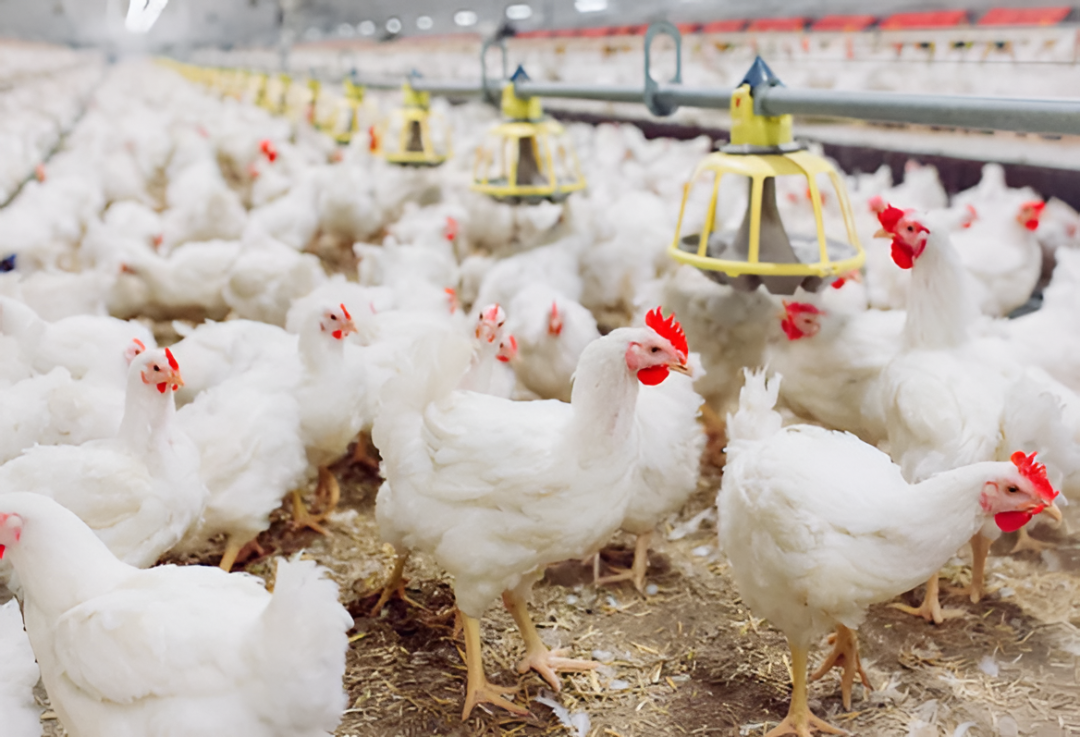 El movimiento de la carne aviar hacia otros mercados generó cifras más bajas este año