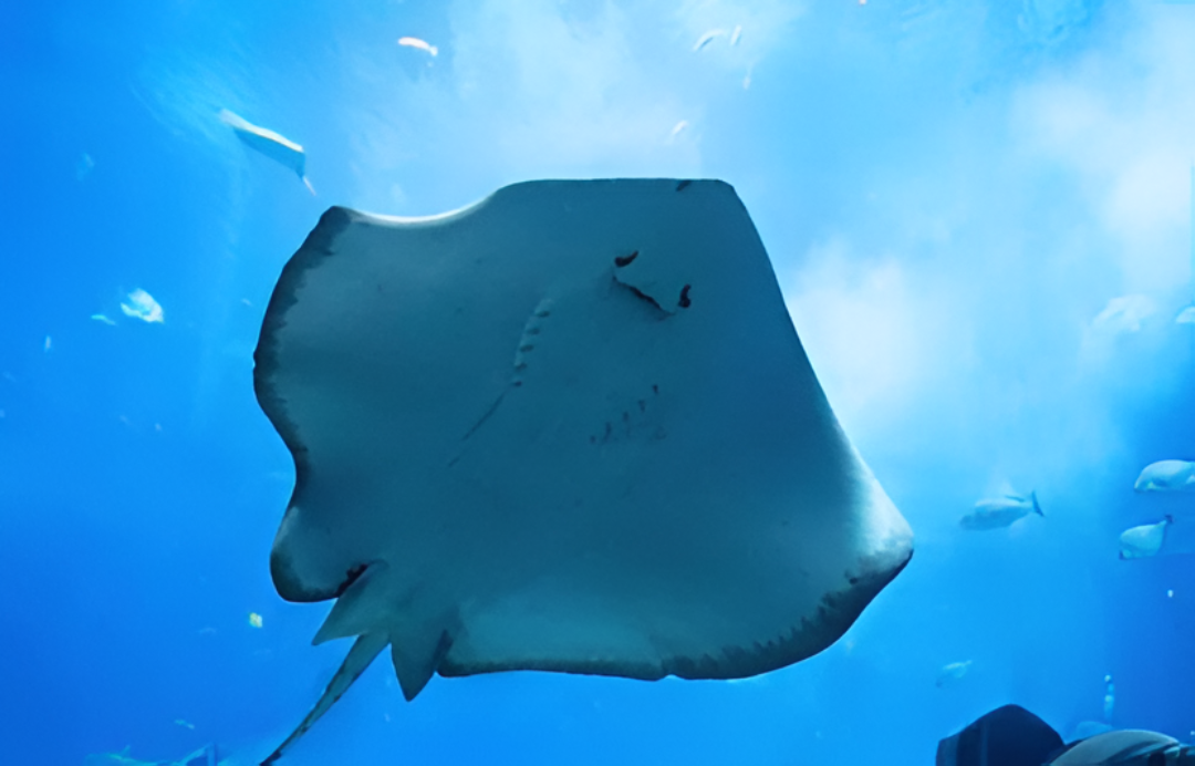 Encarnación aplica medidas en sus playas tras picaduras de rayas