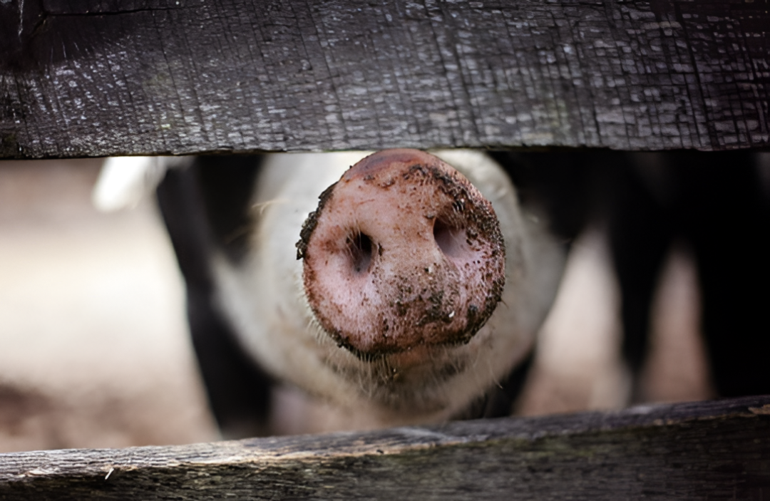 Más del 90% de la carne porcina exportada en 2025 tuvo como destino a Taiwán