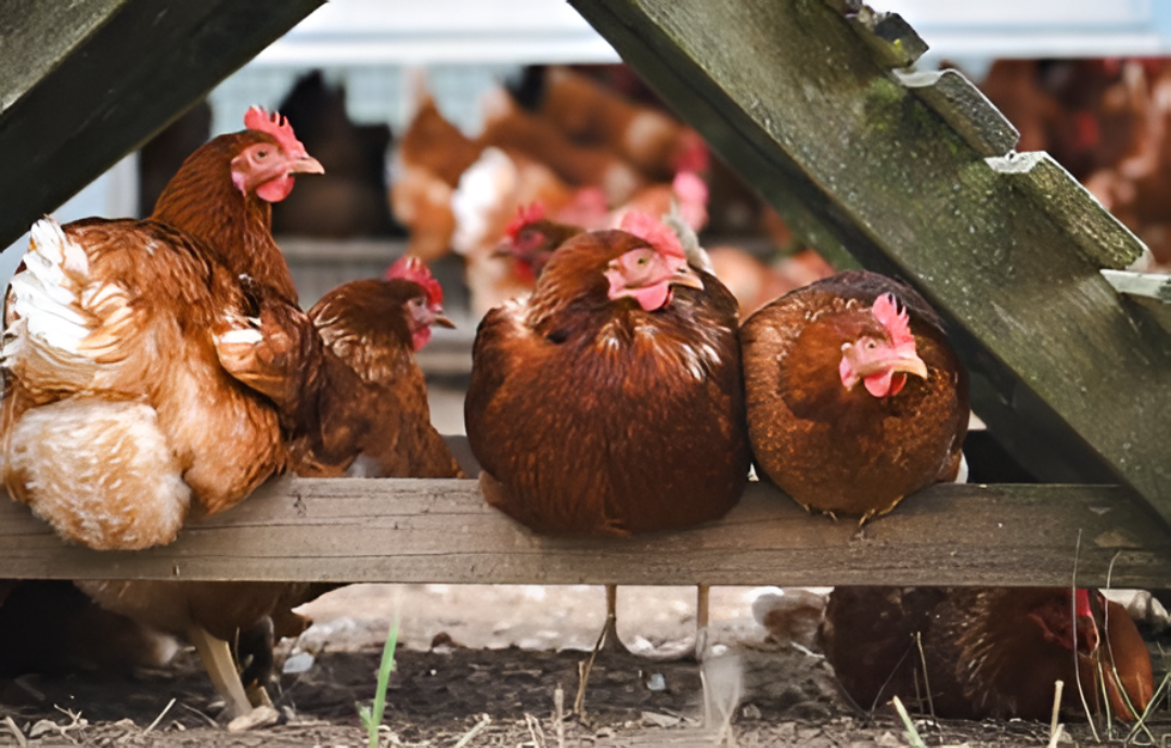 La carne aviar llegó a 23 países pero con menos volumen y menos dólares