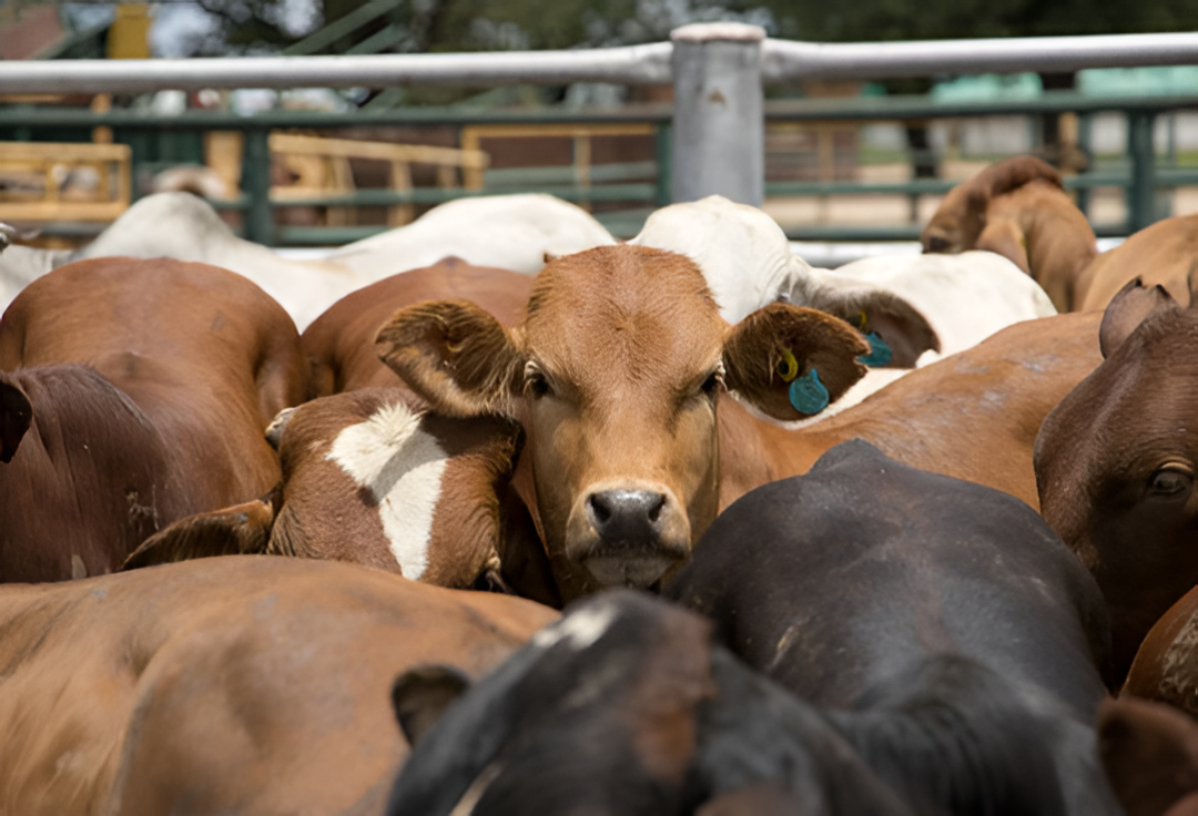 El acuerdo con Europa pone a la carne paraguaya a jugar en uno de los mercados más grandes del mundo