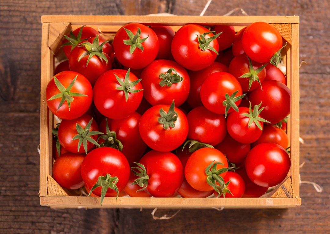 La producción de tomate proyecta entre 1,5 y 3 millones de kilos mensuales en 2026