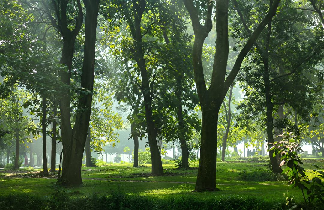 Paraguay ya captó más de USD 10 millones en inversiones verdes tras regular el mercado de carbono