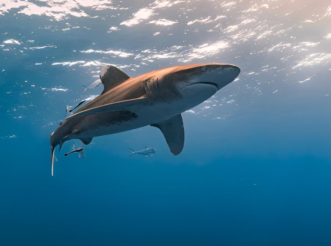 Un ataque de tiburón mató a un adolescente en una playa de Brasil que ya había tenido cinco casos previos